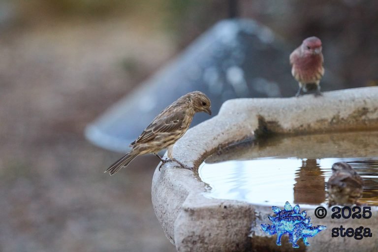 House Finch