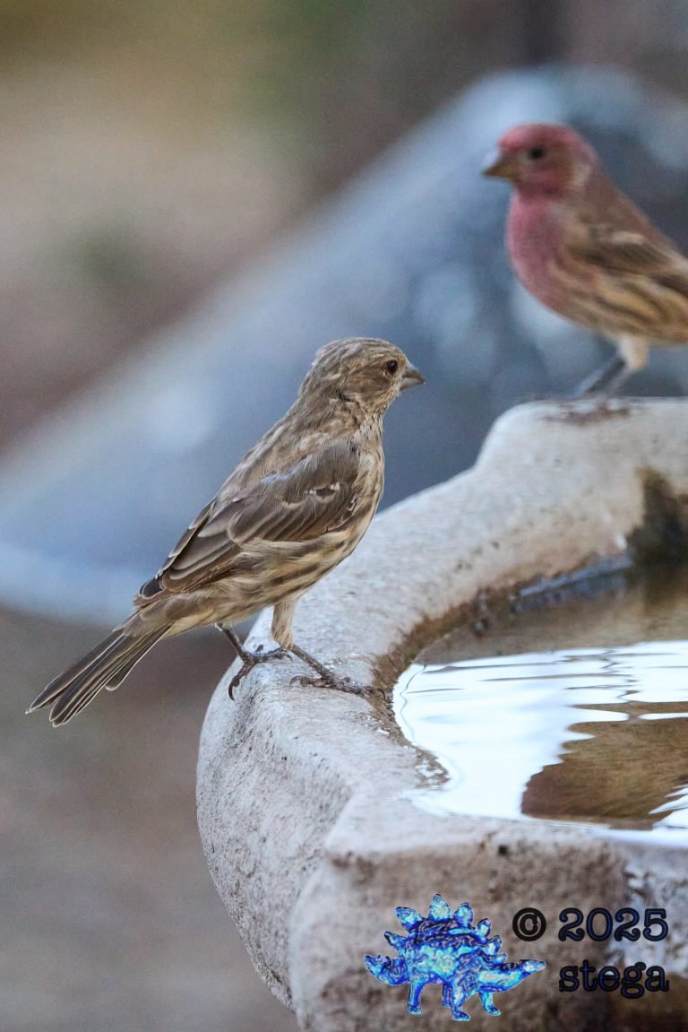 House Finch