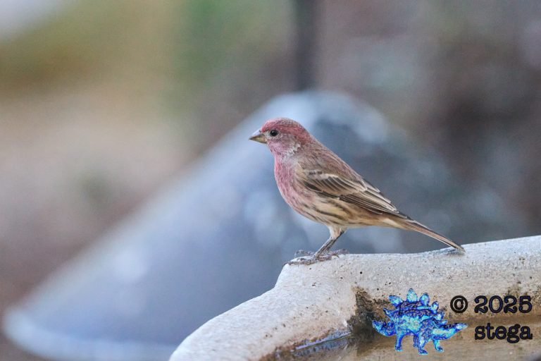 House Finch
