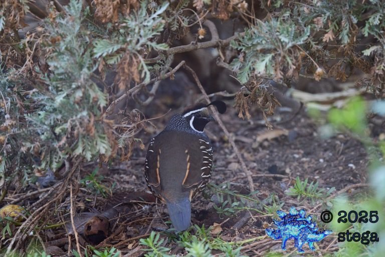 California Quail