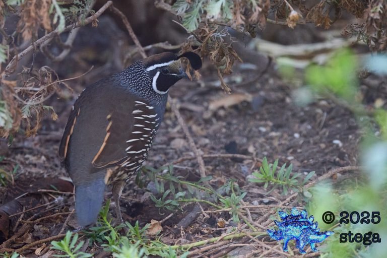 California Quail