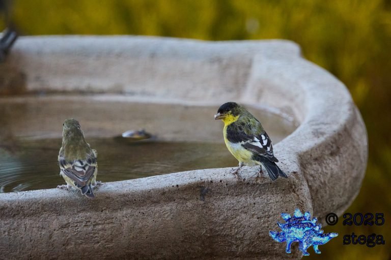 Lesser Goldfinch