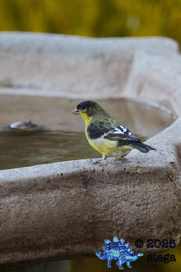 Lesser Goldfinch