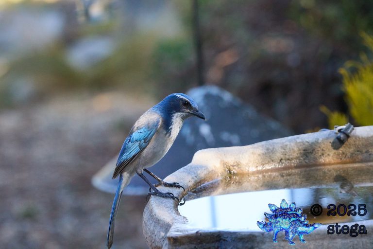 California Scrub Jay