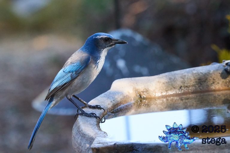 California Scrub Jay