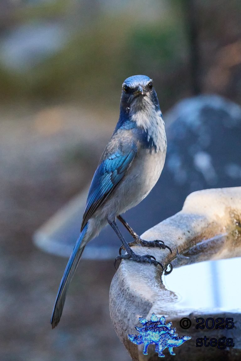 California Scrub Jay