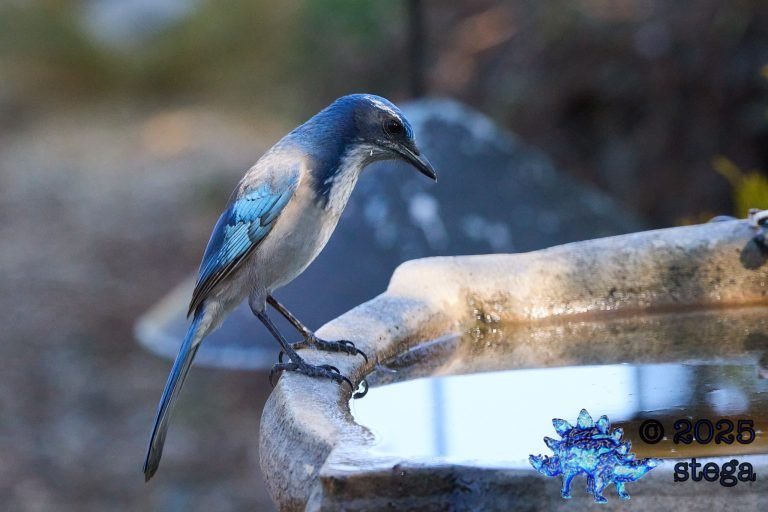 California Scrub Jay