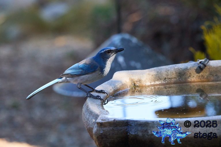 California Scrub Jay