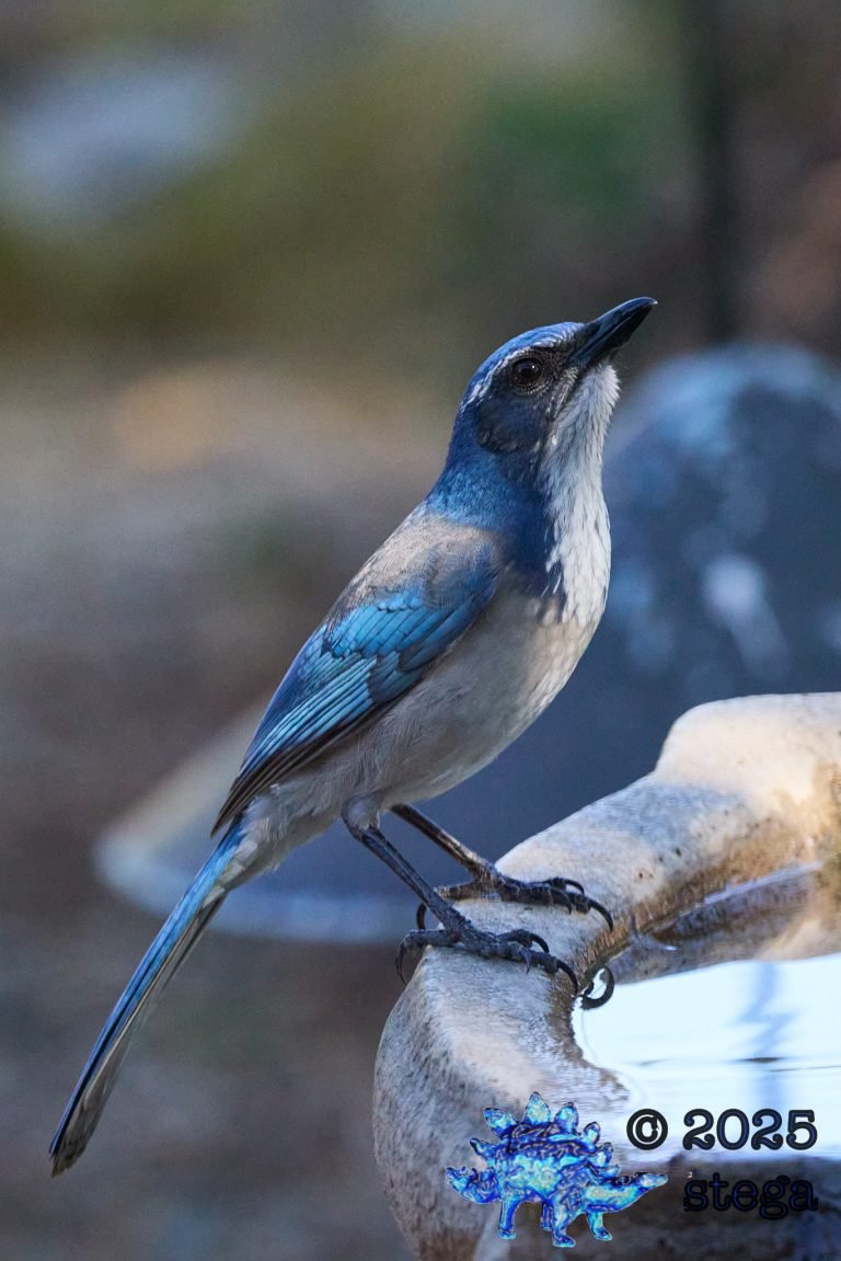 California Scrub Jay