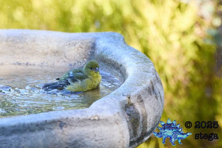 Lesser Goldfinch