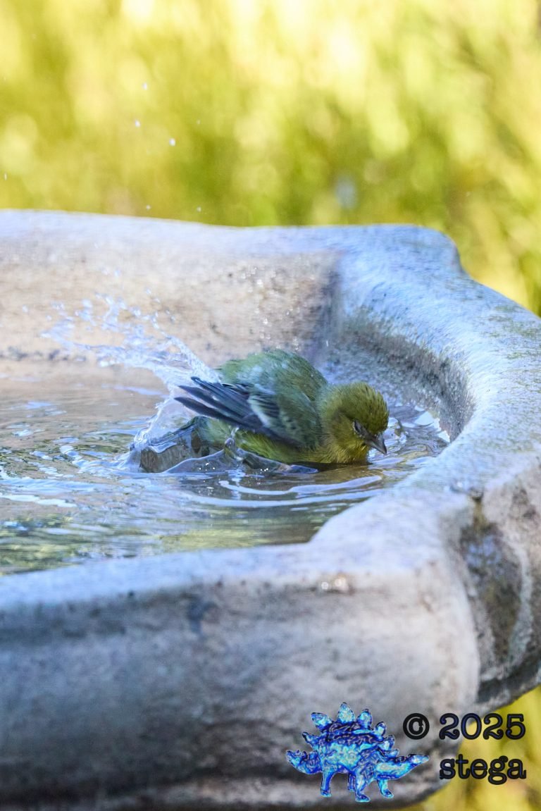 Lesser Goldfinch