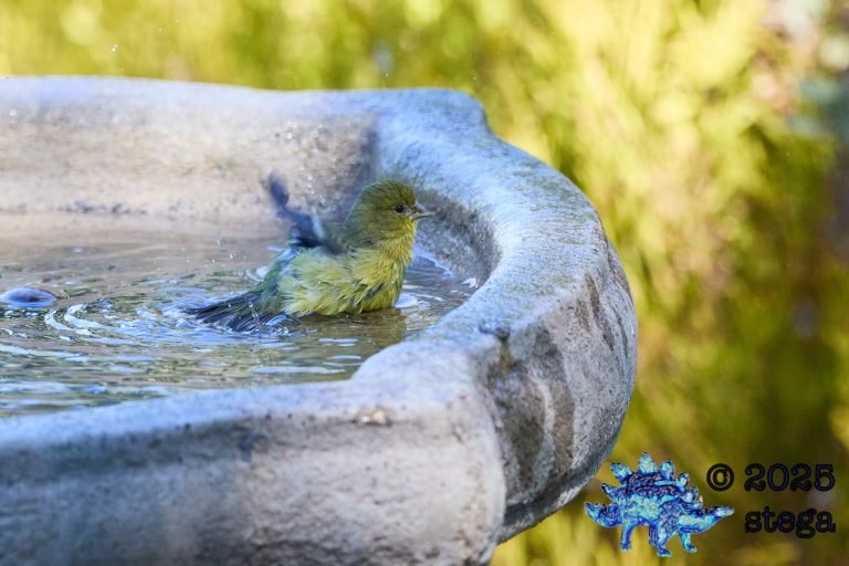 Lesser Goldfinch