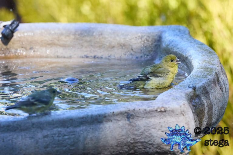 Lesser Goldfinch