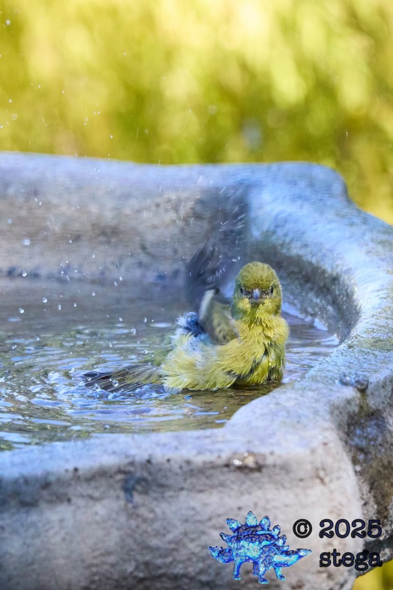 Lesser Goldfinch