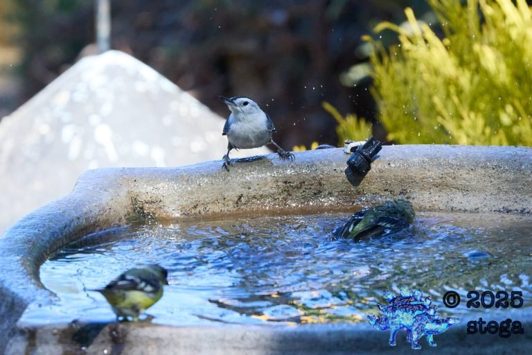 Lesser Goldfinch