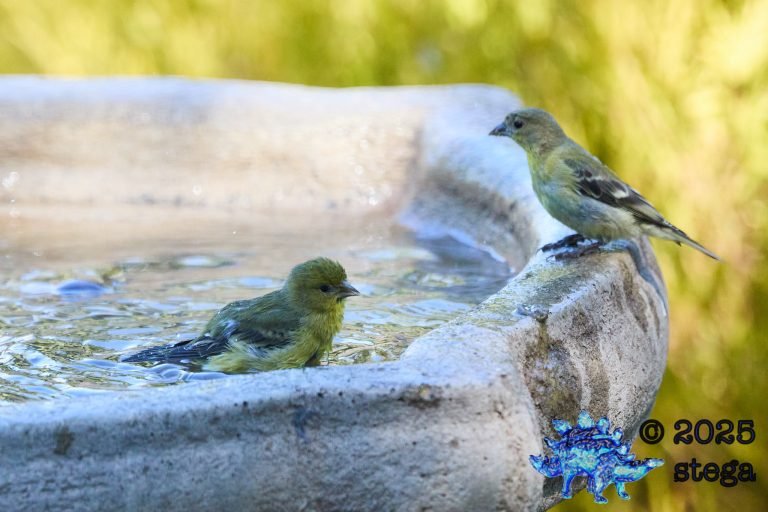 Lesser Goldfinch