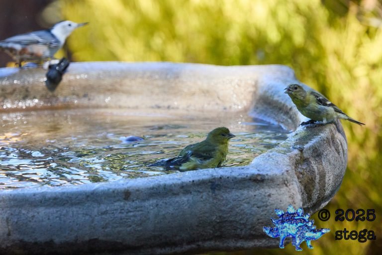 Lesser Goldfinch