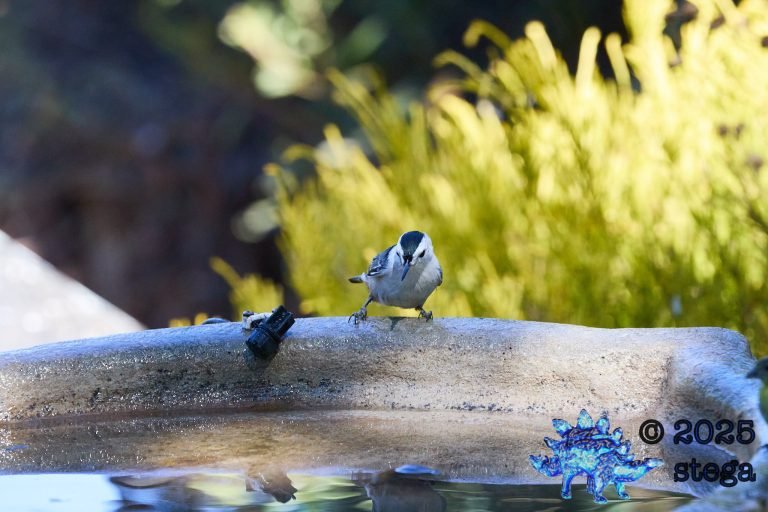 White Breasted Nuthatch