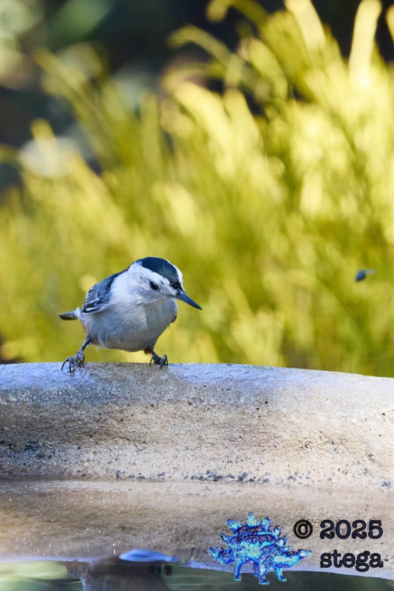 White Breasted Nuthatch