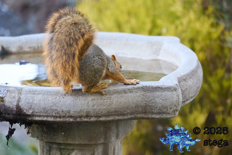 Fox Squirrel