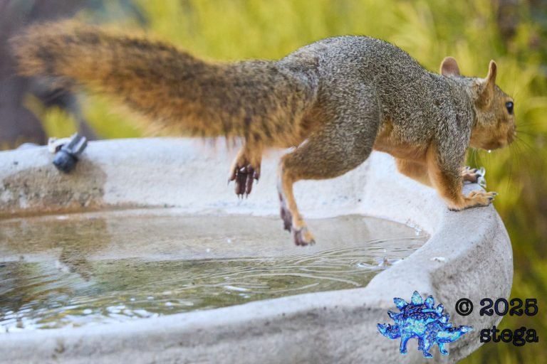 Fox Squirrel