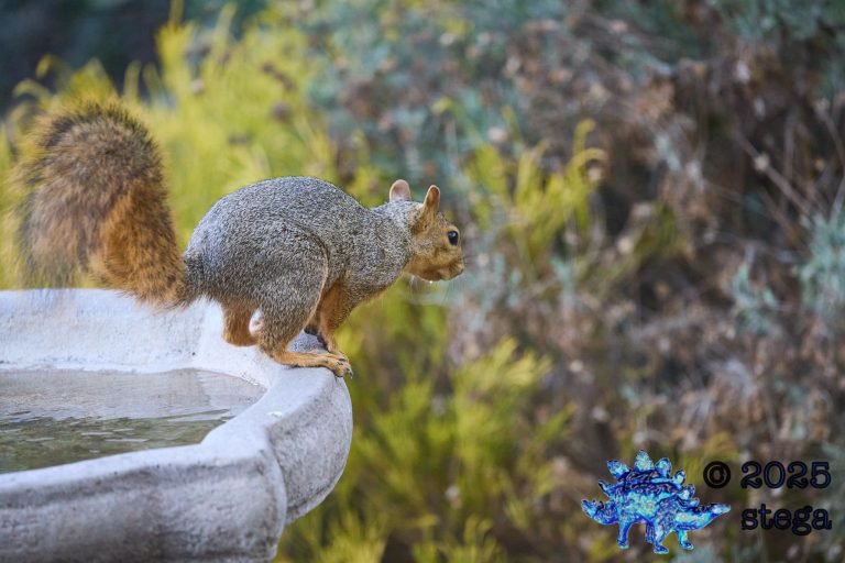 Fox Squirrel