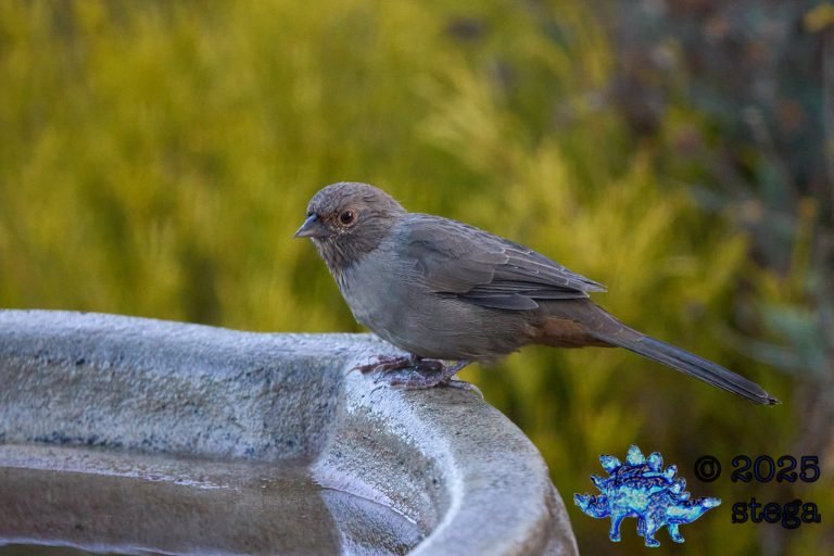 California Towhee