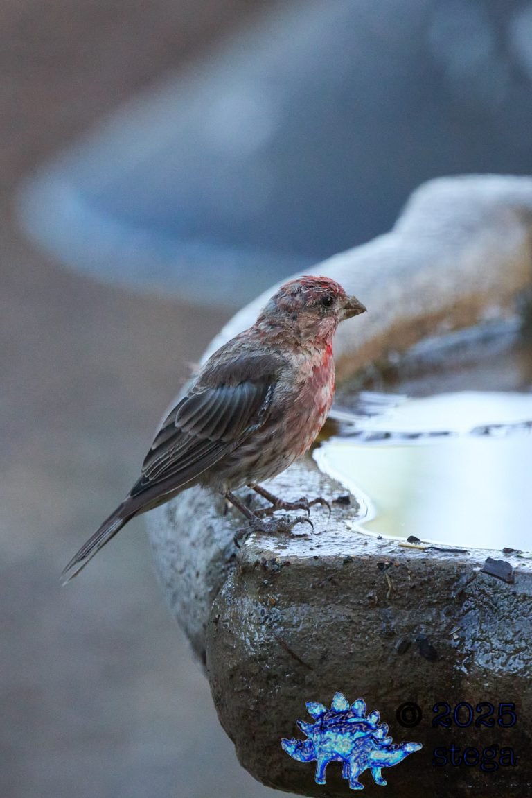 House Finch