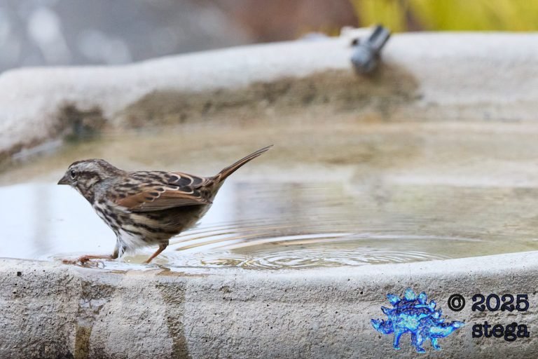 Song Sparrow