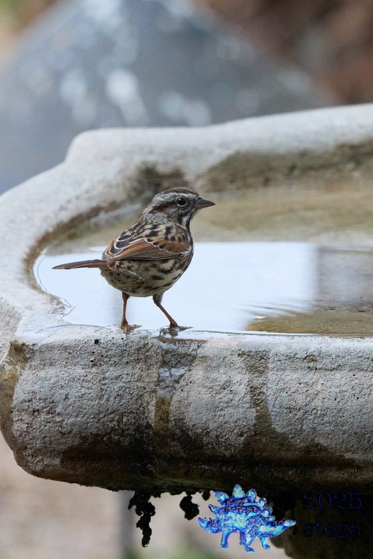 Song Sparrow