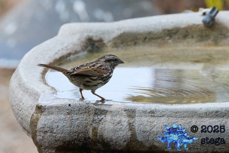 Song Sparrow