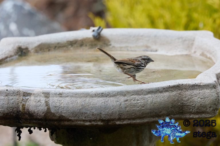Song Sparrow