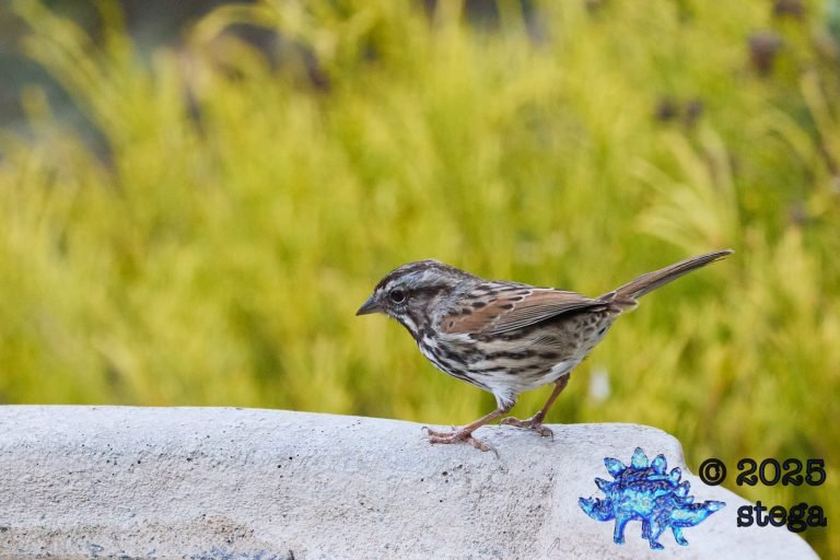 Song Sparrow