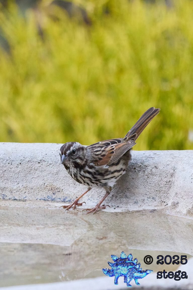 Song Sparrow
