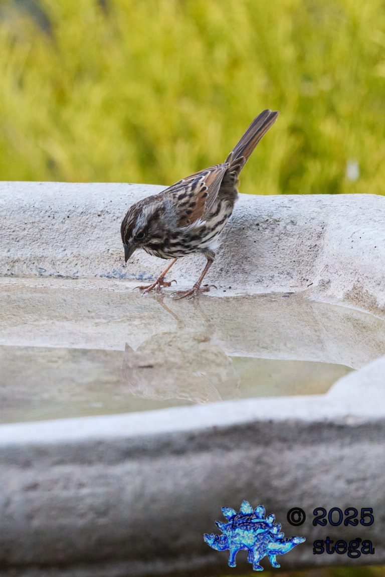 Song Sparrow