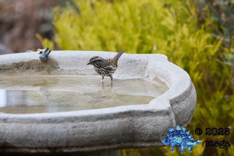 Song Sparrow