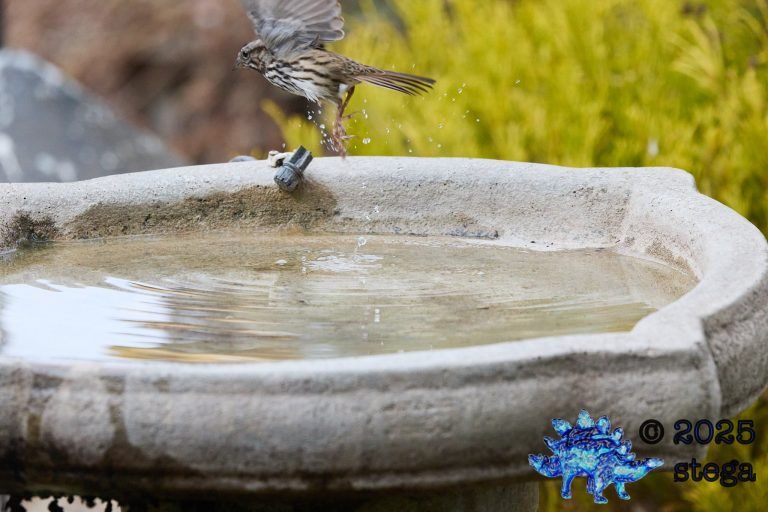 Song Sparrow