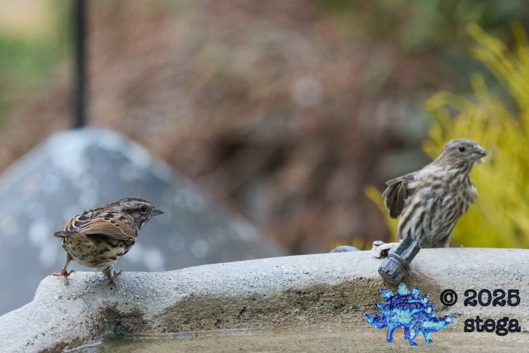 House Finch, Song Sparrow
