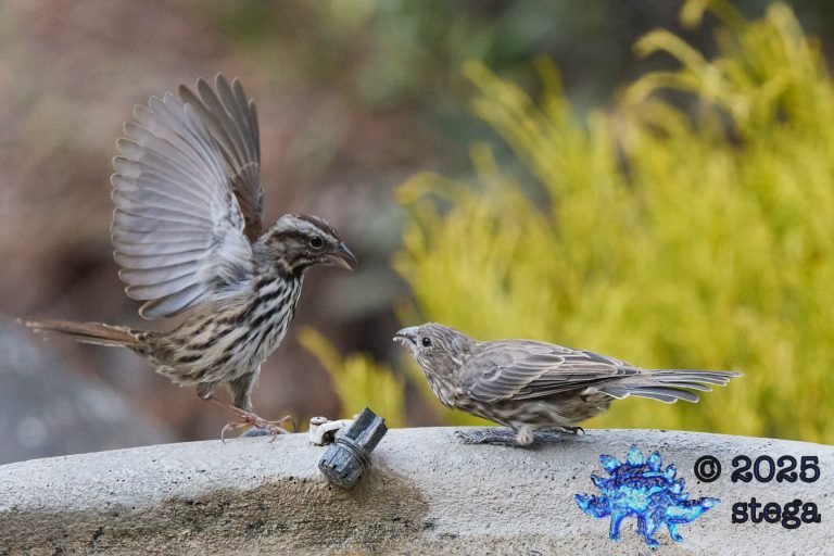 House Finch, Song Sparrow