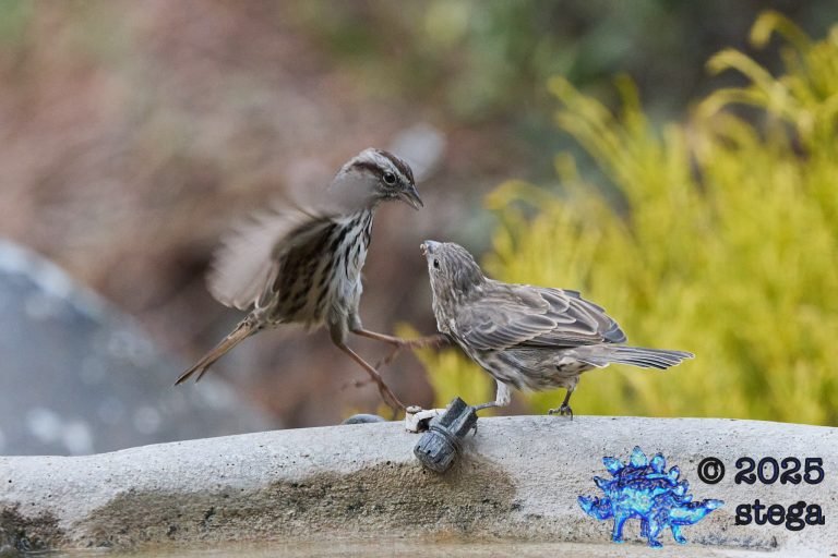 House Finch, Song Sparrow