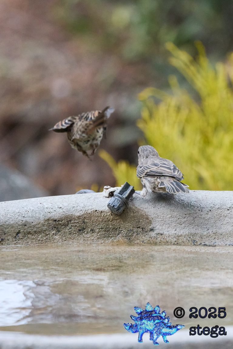 House Finch, Song Sparrow