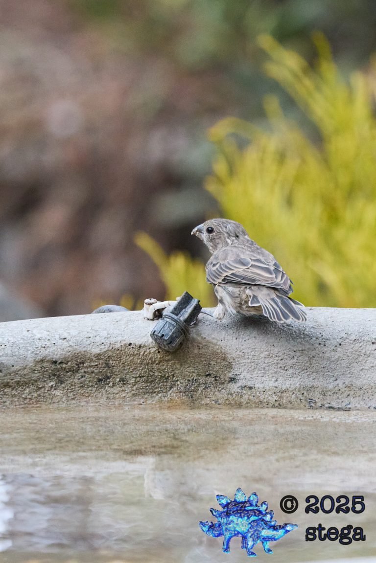 House Finch