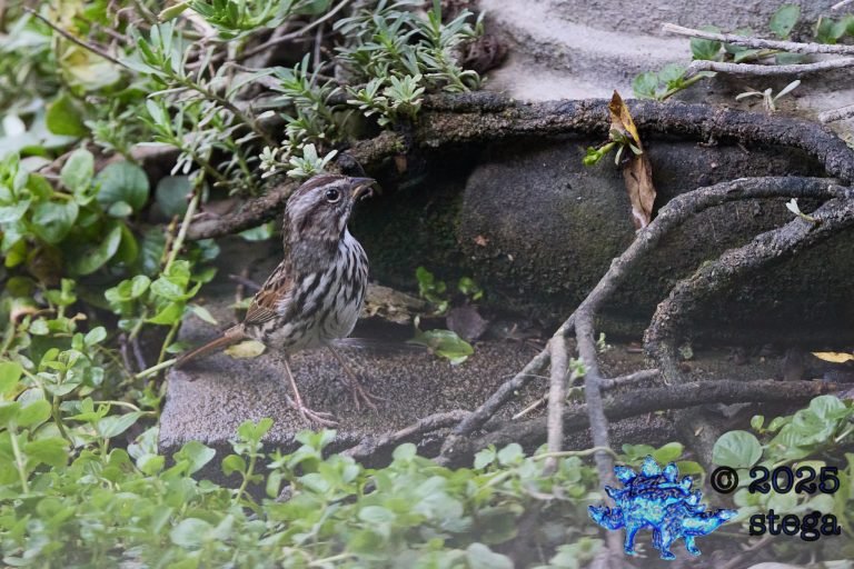 Song Sparrow