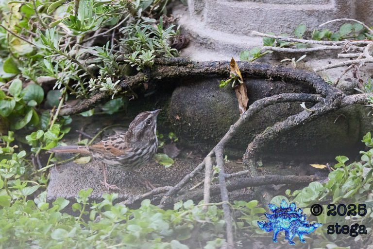 Song Sparrow