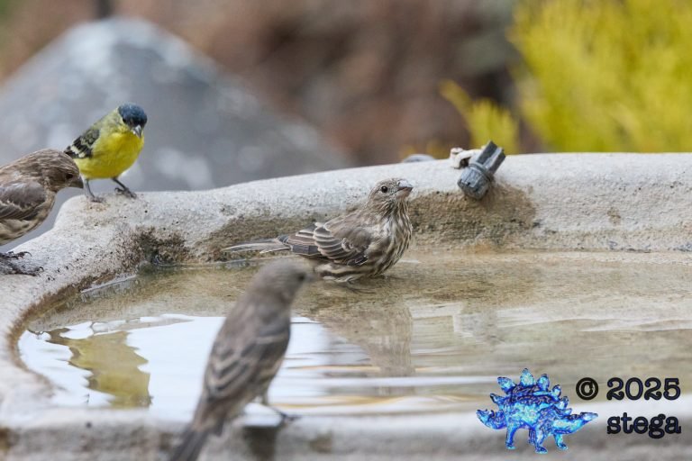 House Finch, Lesser Goldfinch