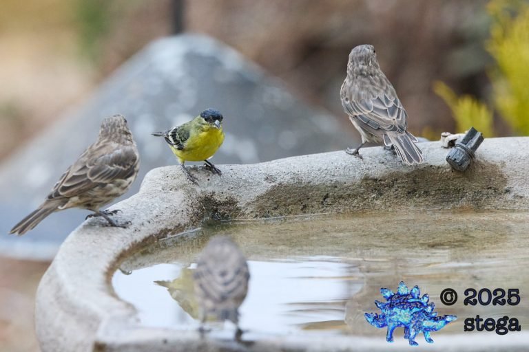 Cassin’s Finch, House Finch