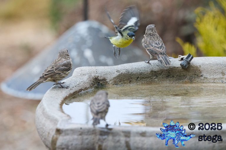 House Finch, Lesser Goldfinch