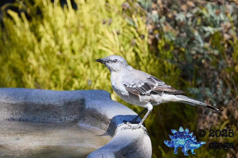 Northern Mockingbird