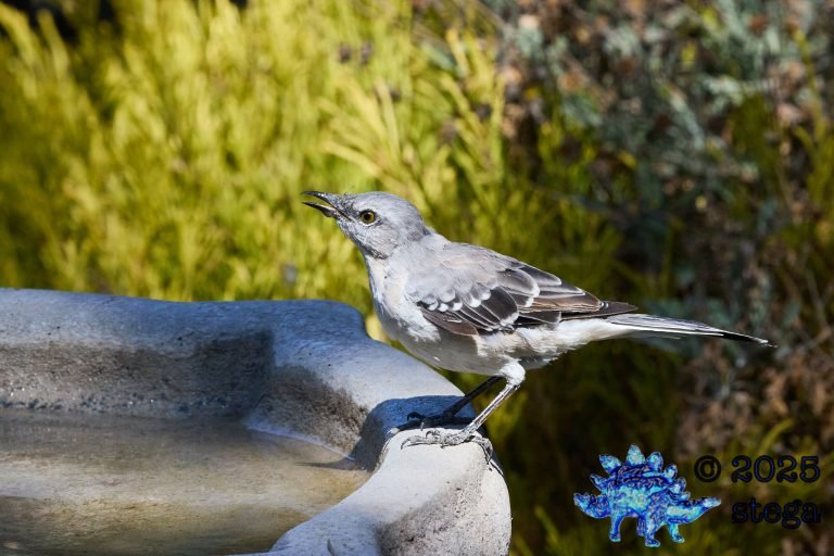 Northern Mockingbird