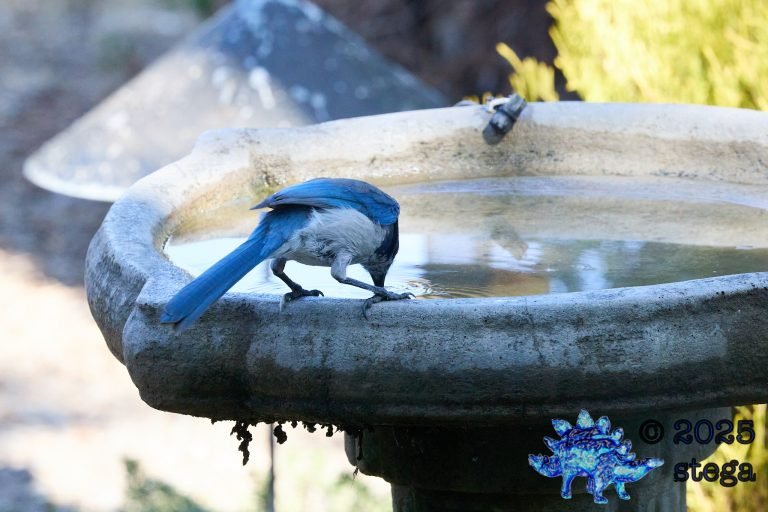 California Scrub Jay